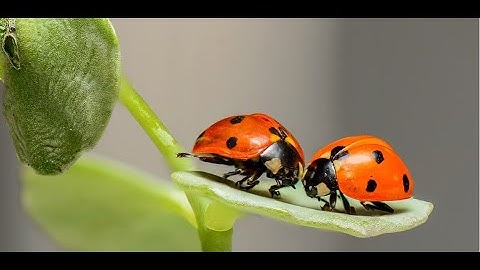 What Is Bug Bounty Hunter/Penetration Tester/Ethical Hacker