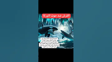 صراع بين سمك القرش وحوت الاوركا Conflict Between The Shark And The Orca 