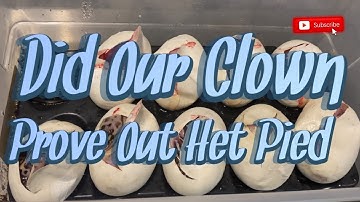 DID OUR CLOWN PROVE OUT HET PIED?!? || CUTTING OUR POTENTIAL CLOWN PIED CLUTCH!!