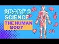 Grade 2 The Human Body