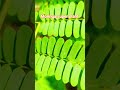 सहजन के अदभुत फायदे। moringa benefits l#reel #subscribe #super_food #garden #herbs_plant#moringa