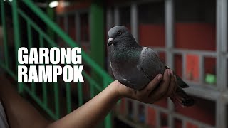 Download Lagu MERPATI GARONG RAMPOK SI KECIL YANG OVER CC MP3