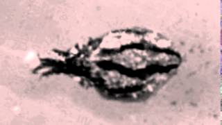 Cuttle Shuttle Analysis - Cropped and Aligned: Dora, Day 12, Tentacle Shot 03