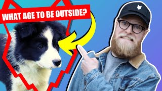 WHEN CAN MY BORDER COLLIE PUPPY GO OUTSIDE OR IN THE GARDEN? by Fenrir Canine Leaders 3,557 views 3 years ago 5 minutes, 59 seconds