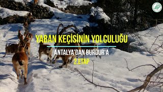 YABAN KEÇİSİNİN YOLCULUĞU-2