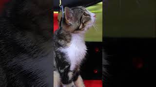 Что, Если Вампиры Завели Кота? #Shorts #Cat