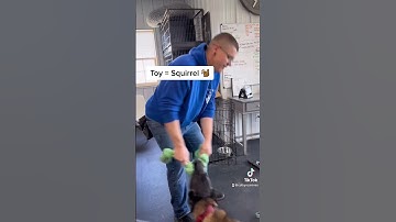 Teaching “out” or “drop it” #dogtraining #malinois