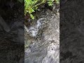 Relaxing music Water Sounds #nature #relaxing #watersounds #shorts