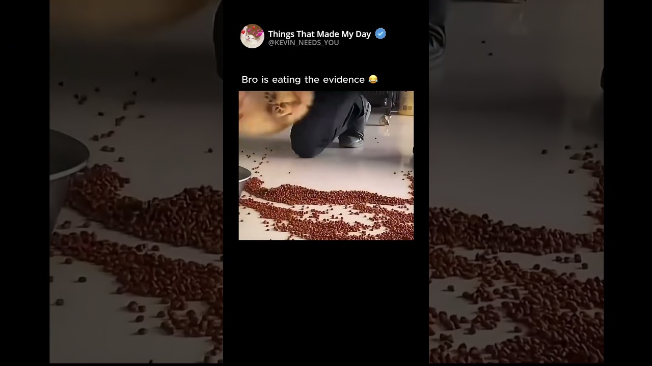 Bro is eating the evidence 😂 #animalshorts