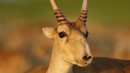 Қайрат Байбосынов - "Жезкиік"