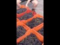 Vendemmia 2023: Dietro le quinte della cantina Matasci