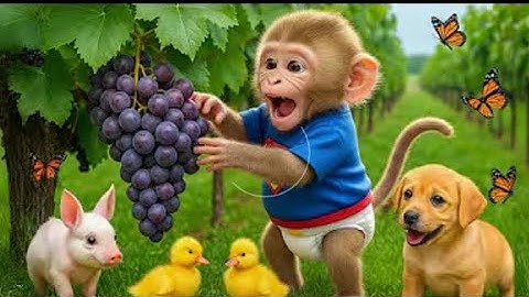😱Monkey Bon Bon Drives Tractor to Rescue the Missing Duckling 🐥🚜 | A Surprising Farm Adventure!: