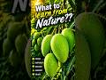 What This Green Mango Tree Can Teach Us About Human Life ✨🥭