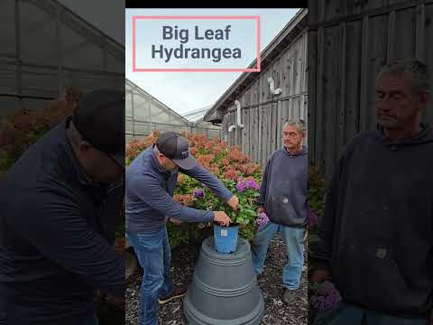 big leaf hydrangea video