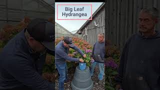 big leaf hydrangea video