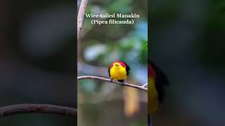 Wire Tailed Manakin