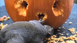 Cheeky Squirrel Carving 2015