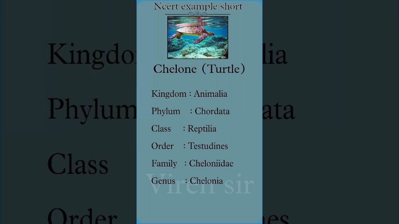 Turtle| Biology example short 