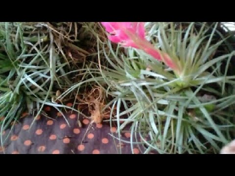 PLANTIO DE TILLANDSIA OU CRAVO DO MATO. - thptnganamst.edu.vn