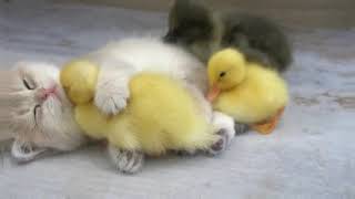 cute cat and duck #cat #shorts #kitten #youtubeshorts by Cat Of The Day 4 views 11 months ago 13 seconds