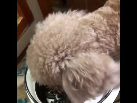 ドッグフード食べてみた 犬用療法食 消化器サポート サポートを食べる犬 Youtube