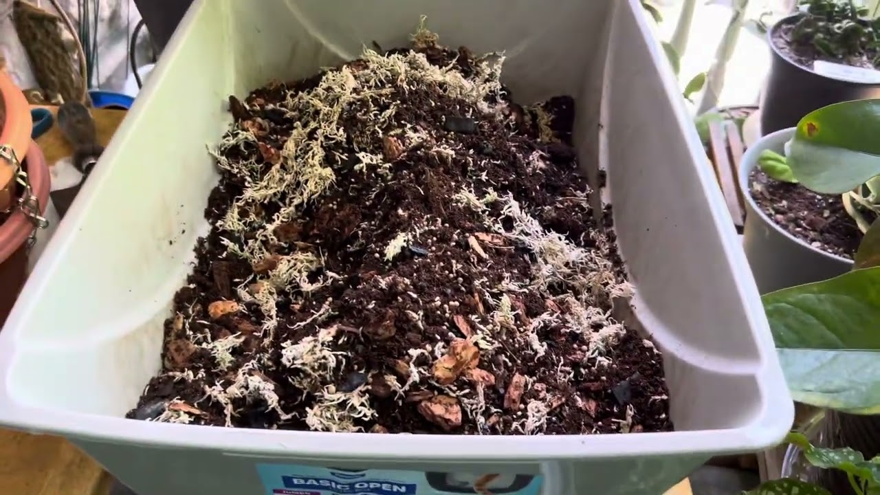 Cuidados generales de la Flor de Cera u Hoyas @jardinmagicodejoel5697