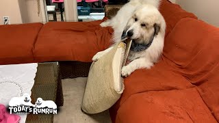 雨で退屈なのでクッションをカジッて暇つぶしをするアランです　Great Pyrenees　グレートピレニーズ