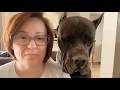 This 150lb Cane Corso Took Over Her Car Her Bed Her Entire Life And She Let Him This 150lb Cane Corso Took Over Her Car Her Bed Her Entire Life And She Let Him