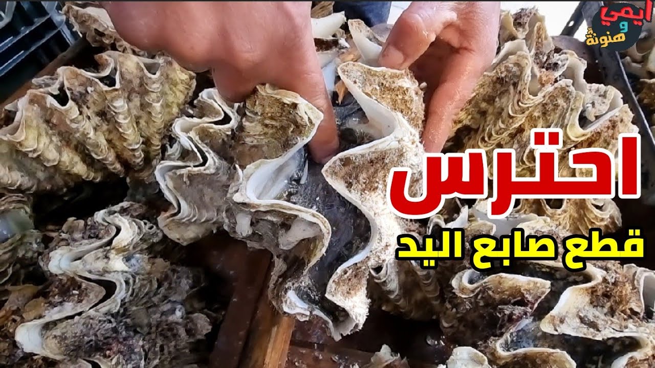 عاجل 🔴 شاهد أغرب واخطر المحار السويسي 💥 كنز يشع فسفور لايعلمه غير السواحيلية مع ايمي #ملكة_البحريات