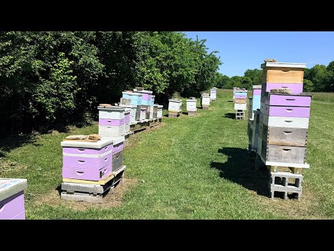 Pulling Honey Supers from our Production Hives