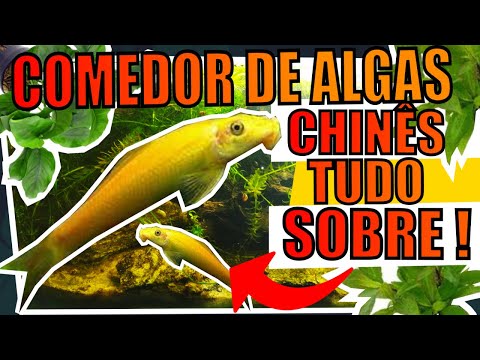 Vídeo: Como cuidar de um filhote de cachorro Shichon