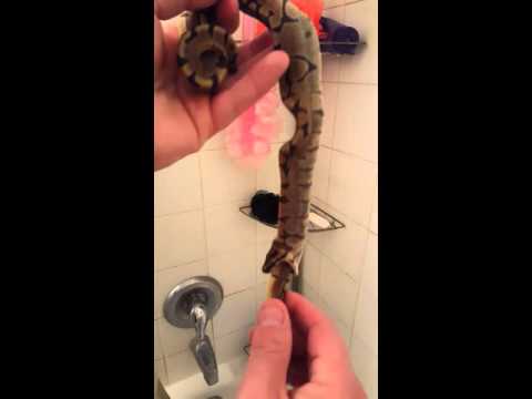 Ball python regurgitates brother!