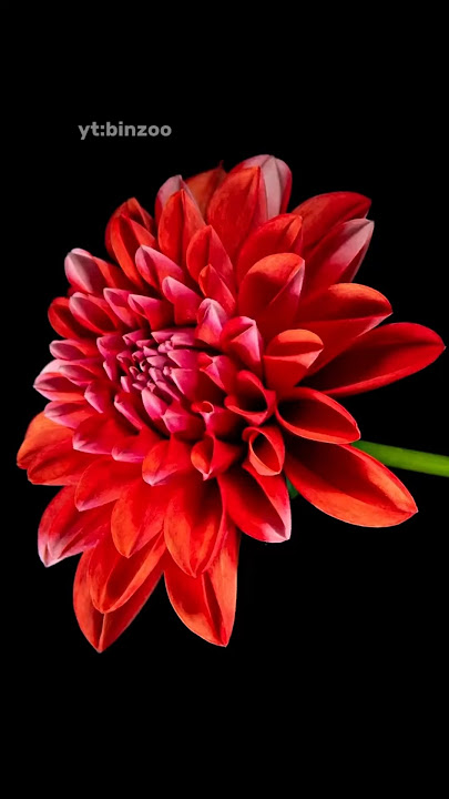Dahlia Keindahan yang Lahir dari Kegelapan. #shortsvideo #wildlife #faktaunik #bunga
