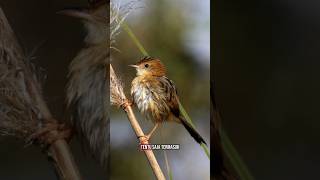 Cici Kepala Merah  Si Cantik Mungil