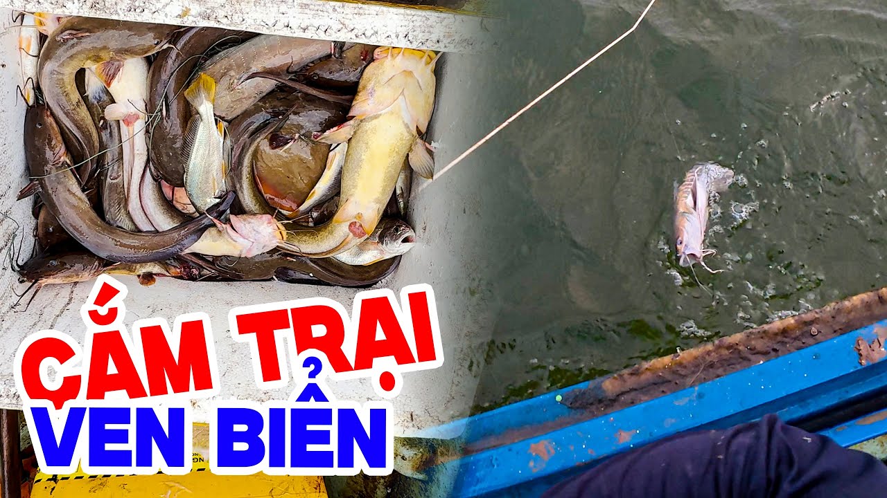 Cắm Trại, Thả Câu Cá Ngát - Sinh Tồn 2 Ngày 1 Đêm Cạnh Bờ Biển