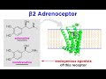 Bronchodilators Part 1: Principles of Respiratory Airflow and Development of Selective Drugs