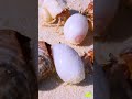 Why Hermit Crabs Line Up for Shells