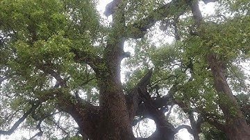 Thạch văn Lai  / thăm đình Viễn Sơn - cây Dã Hương- Tiên Lục  - Lạng Giang - Bắc Giang.