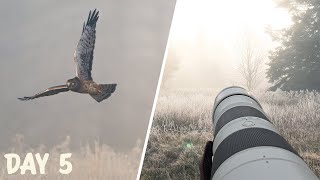 5 Day Wildlife Adventure in Algonquin Park