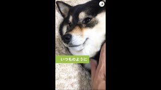 ナデナデを辞めると駄々っ子になっちゃう柴犬ちゃん…(ﾉ´∀｀*)