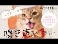 ＼鳴き声でどんな気持ちを伝えているかがわかる！／『猫の鳴き声ライブラリー』