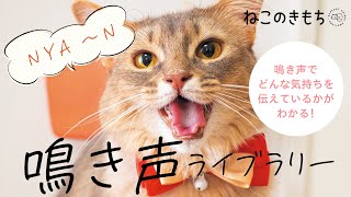 ＼鳴き声でどんな気持ちを伝えているかがわかる！／『猫の鳴き声ライブラリー』