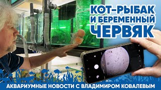 Аквариумные новости с Владимиром Ковалевым (22.03.2024). Кот рыбак и беременный червяк.