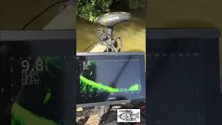 Flathead On Bush Hook