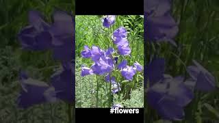 Purple flowers #shorts #flowers #garden