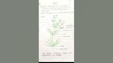Cell structure of Chara || Diagram of Chara showing habitat and organisations #botany #botanynotes