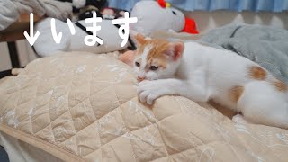 子猫が朝寝してる先住猫に噛み付いた結果