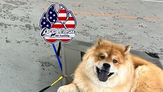 1 Year Old - Chow Chow - “Bella” - 2 Week Board & Train with Chip “CanineTrainer” Gray by Off Leash K9 Training - Lexington 39 views 1 month ago 4 minutes, 32 seconds