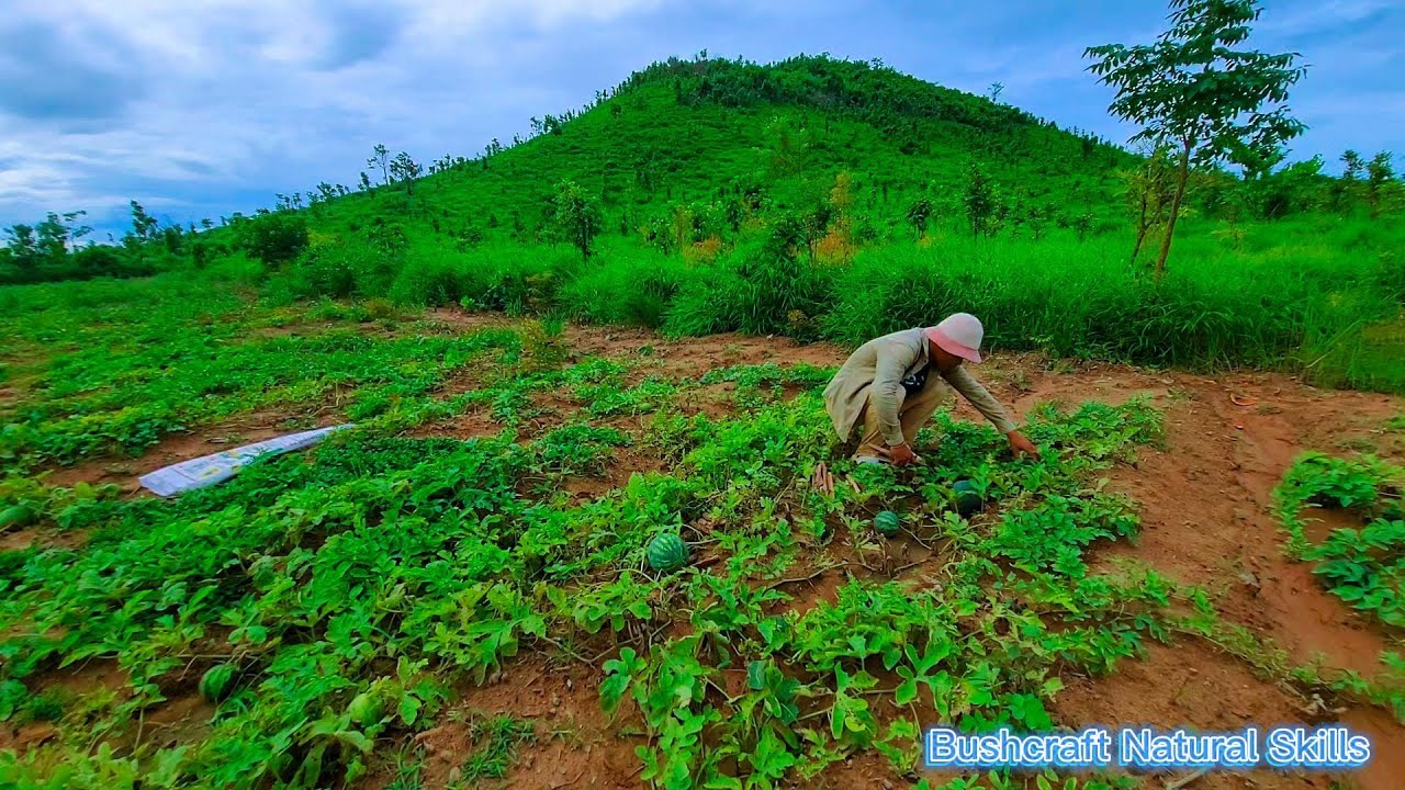 The Bushcraft on 1day in a remote mountain forest with beautiful scenery and fields full of Fruits