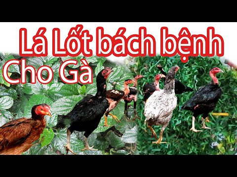 Video: Hướng dẫn bệnh gà sân sau